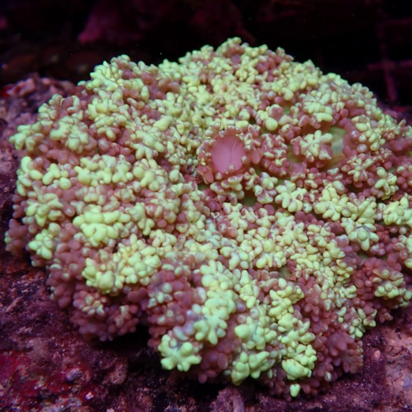 Living Oceans Aquarium - Clownfish