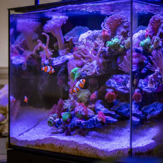 SEA 130L Smart Ecosystem Aquarium