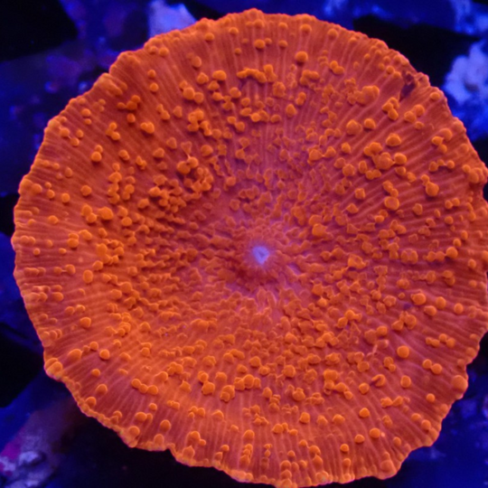 signle luminescent western red morphs top view