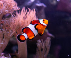 Orange clownfish swimming among coral in a marine aquarium