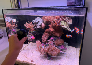 Cleaning aquarium glass and stirring sand during weekly maintenance