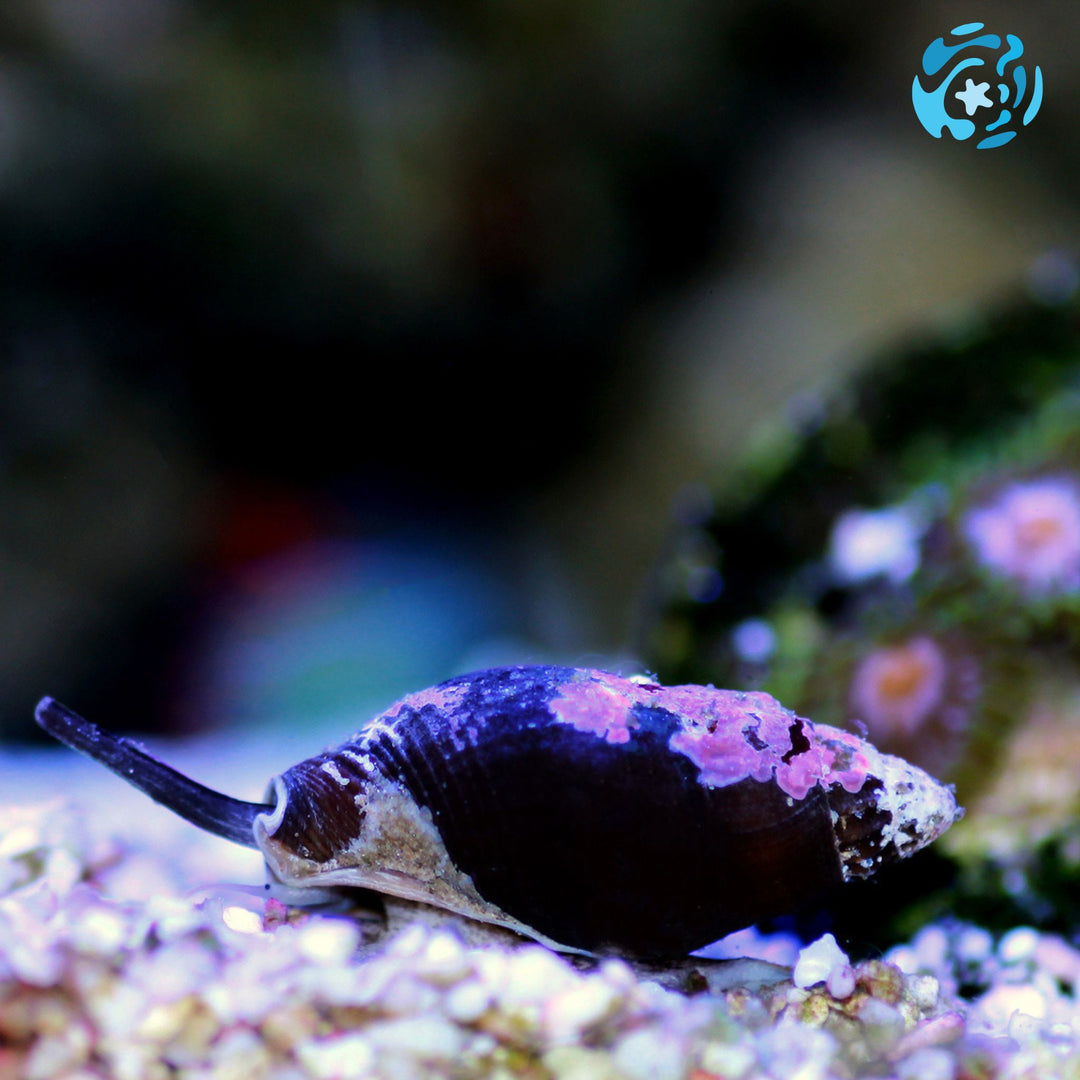 Zombie Snail