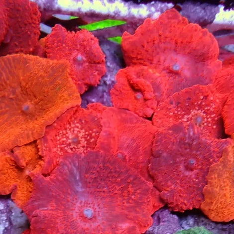 Image result for Corals - Living Oceans