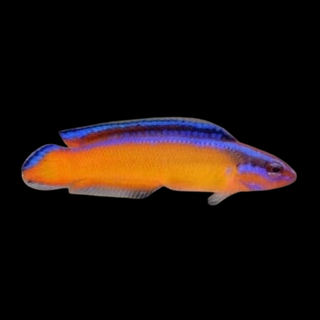 Neon Dottyback (P. aldabraensis)